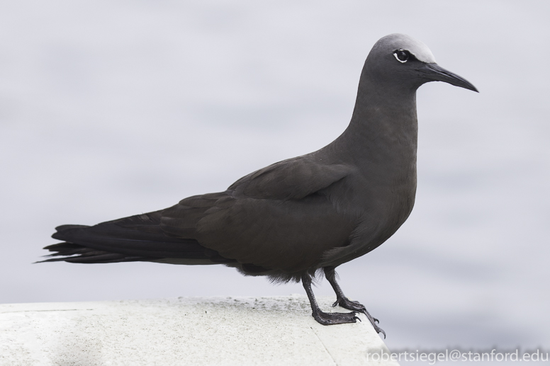 galapagos